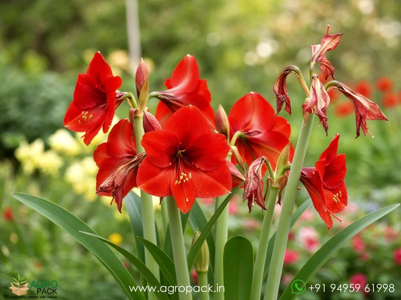 Red-Amaryllis-Hippeastrum4