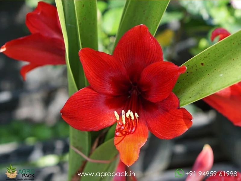 Red-Amaryllis-Hippeastrum5