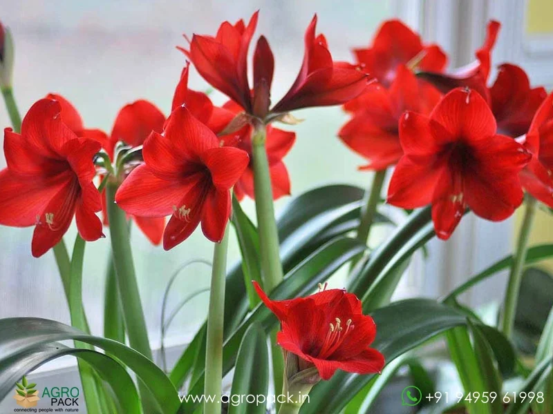 Red-Amaryllis-Hippeastrum6