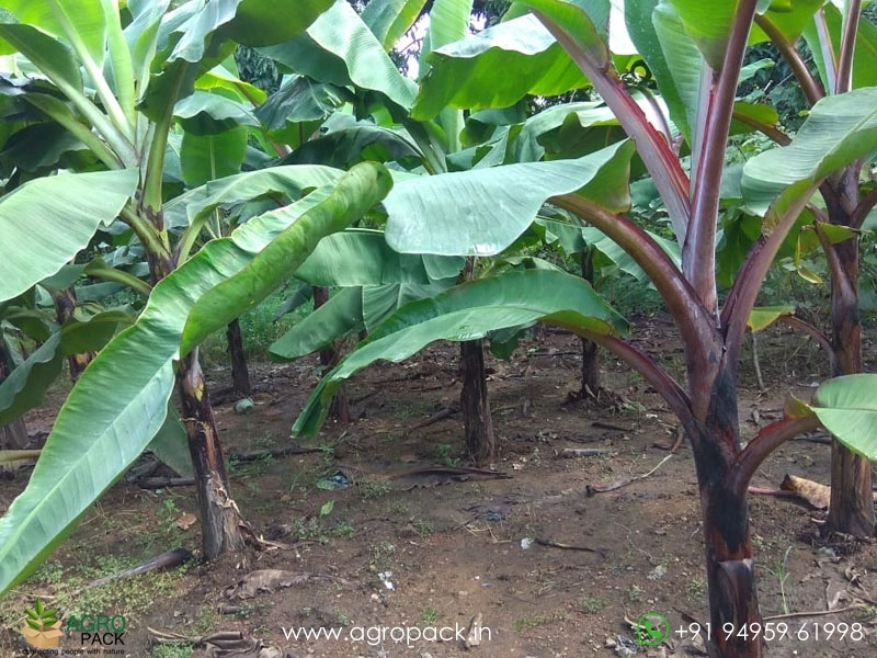 Red-Banana4