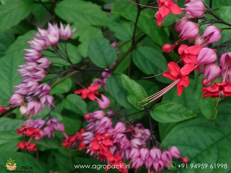 Red-Bleeding-Heart-Vine3