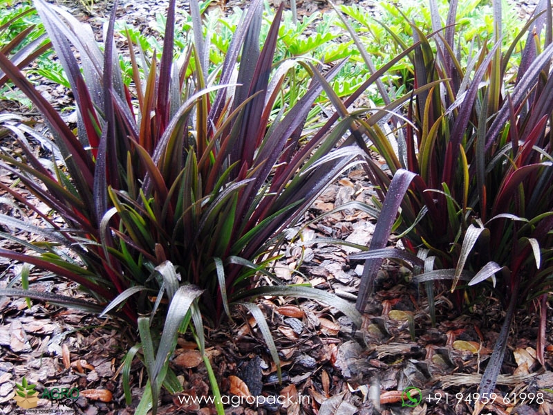 Red-Bog-Lily1