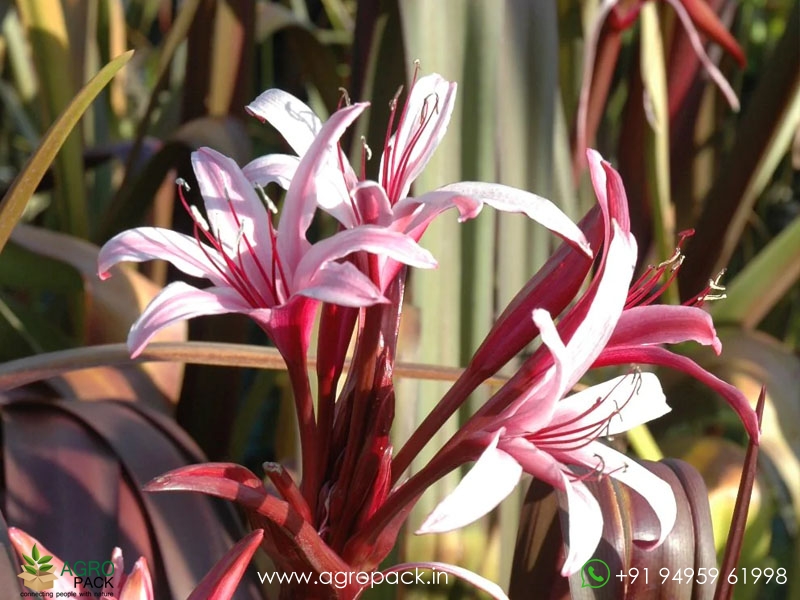 Red-Bog-Lily2