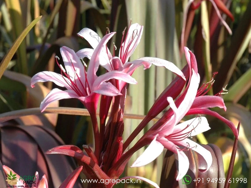 Red-Bog-Lily2