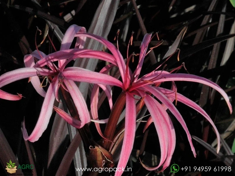 Red-Bog-Lily3