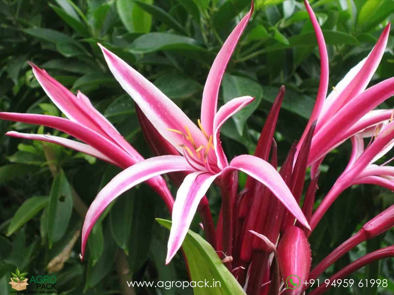 Red-Bog-Lily4