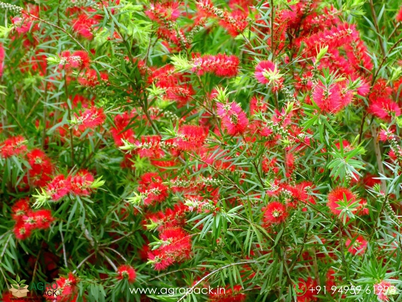 Red-Bottlebrush1