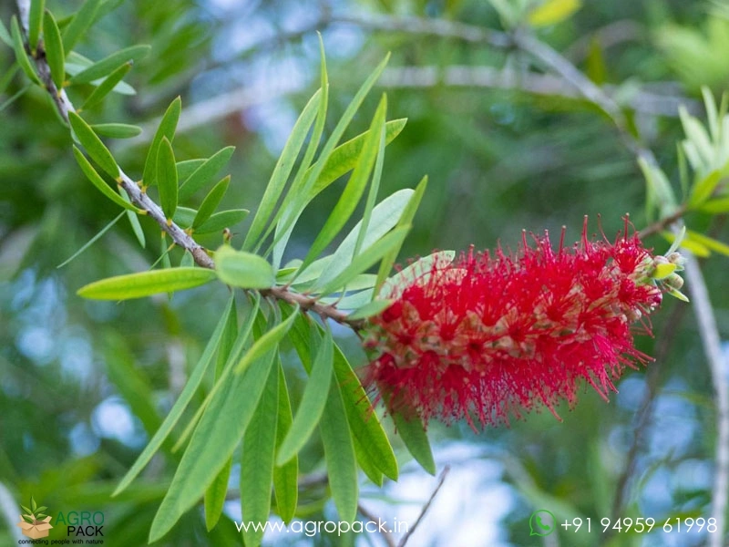 Red-Bottlebrush2