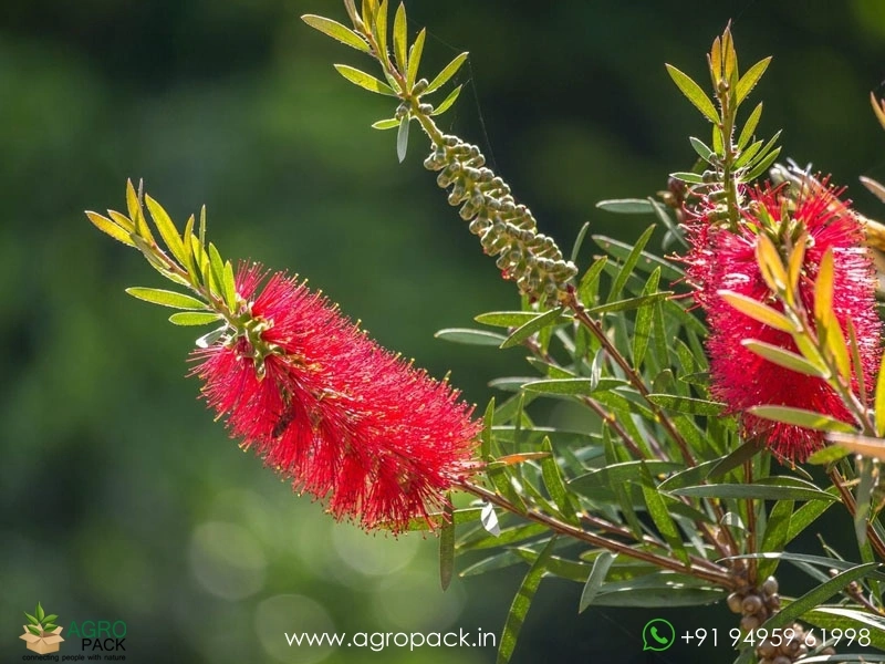 Red-Bottlebrush3