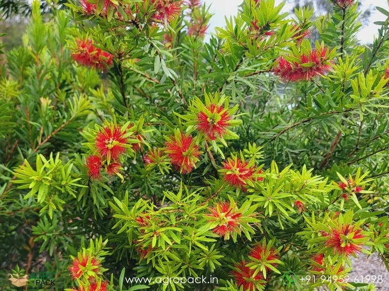 Red-Bottlebrush4