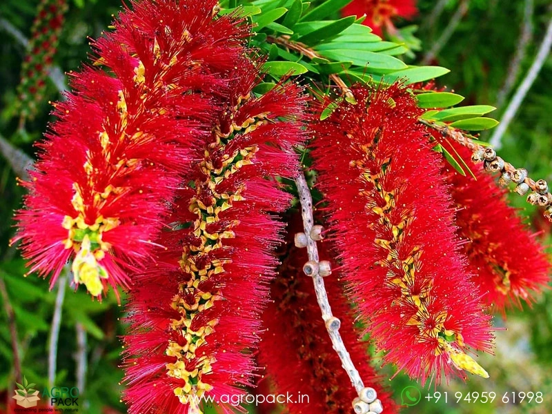 Red-Bottlebrush6
