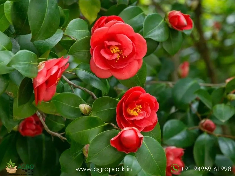 Red-Camellia2