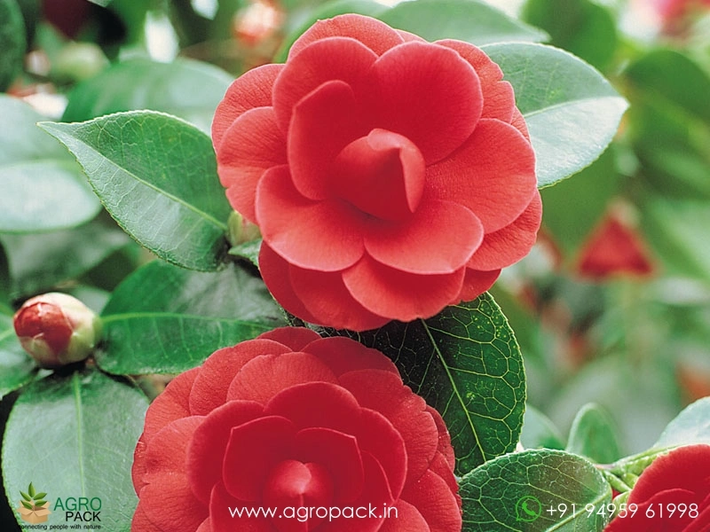 Red-Camellia3