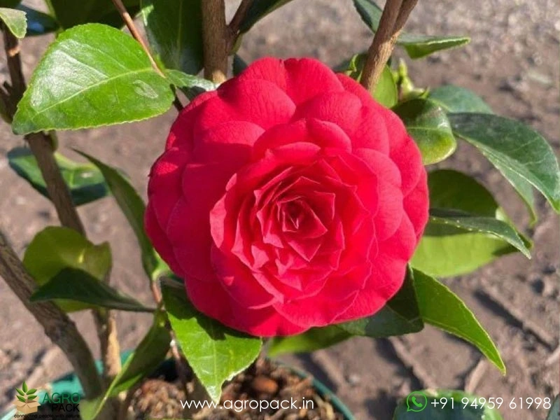 Red-Camellia4