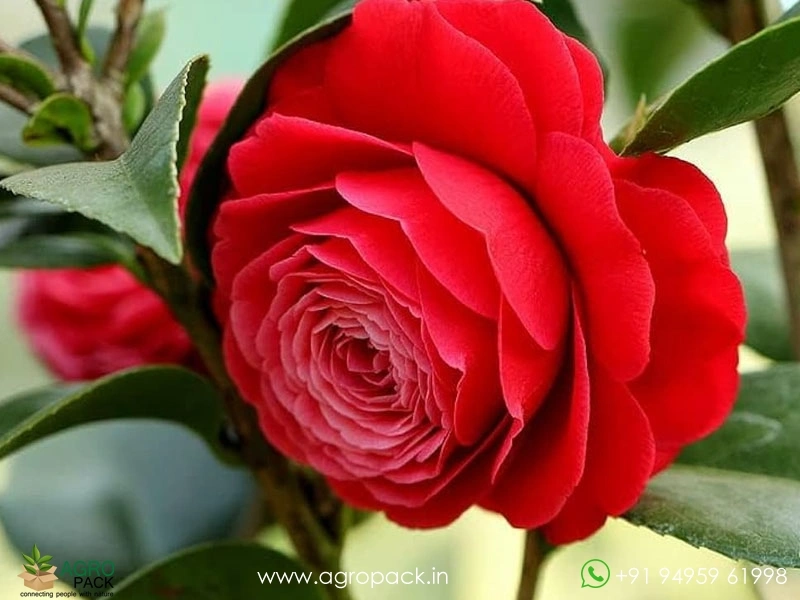 Red-Camellia5