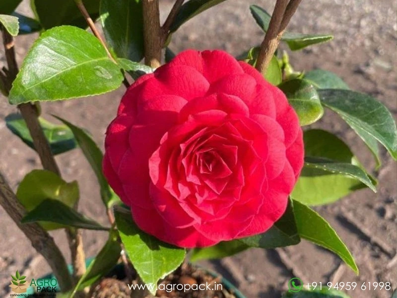 Red-Camellia6