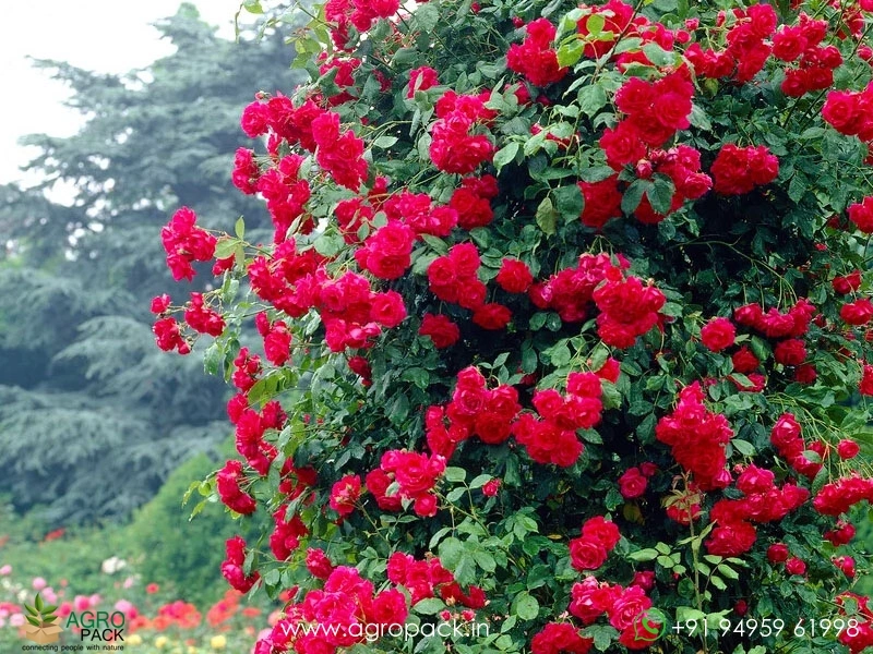 Red-Climbing-Rose1