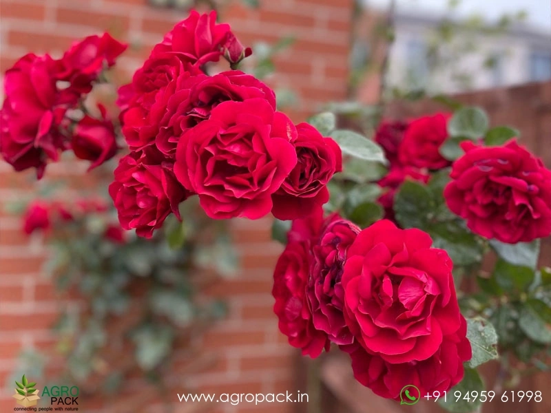 Red-Climbing-Rose2