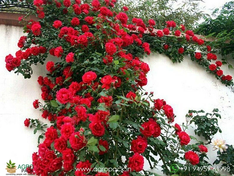 Red-Climbing-Rose5