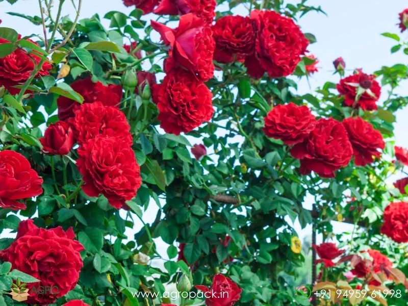 Red-Climbing-Rose6