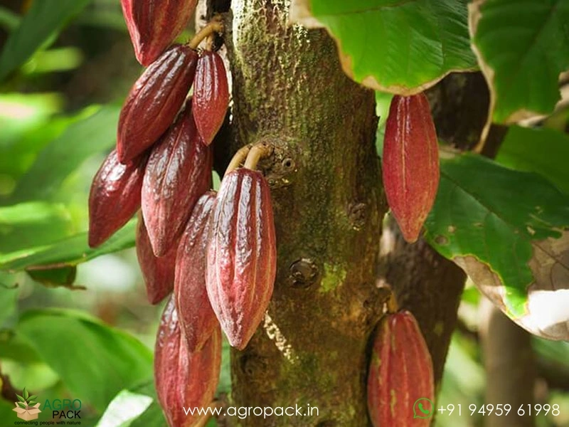 Red-Cocoa1