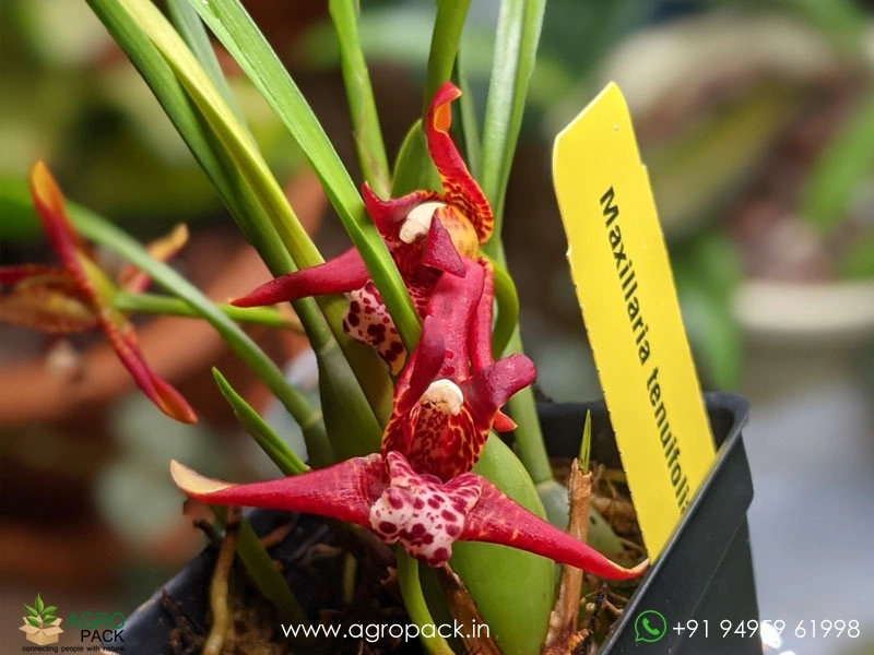 Red-Coconut-Orchid5