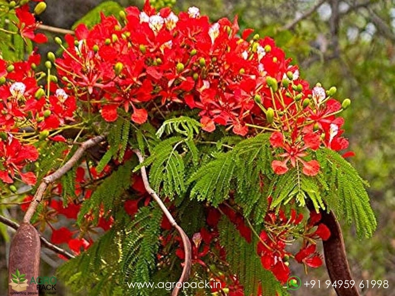 Red-Gulmohar1