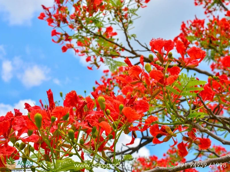 Red-Gulmohar2