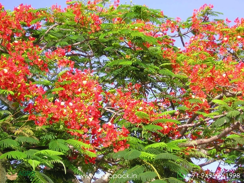 Red-Gulmohar3