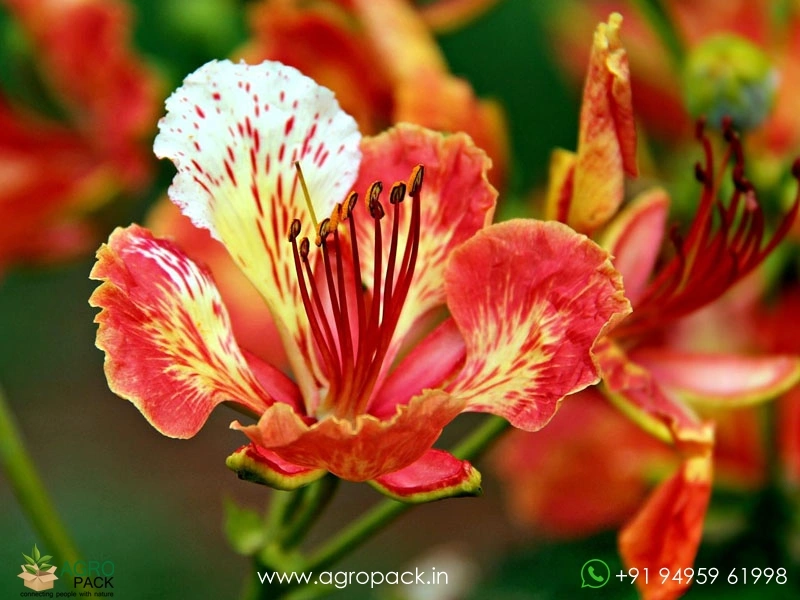 Red-Gulmohar4