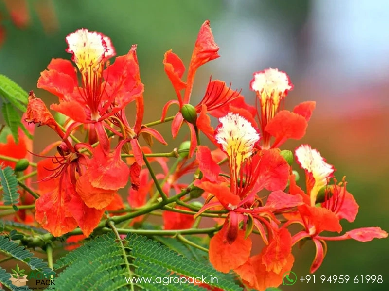 Red-Gulmohar6