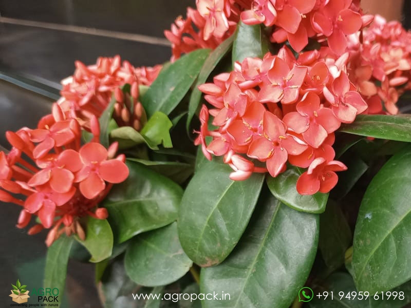 Red-Ixora-Coccinea1