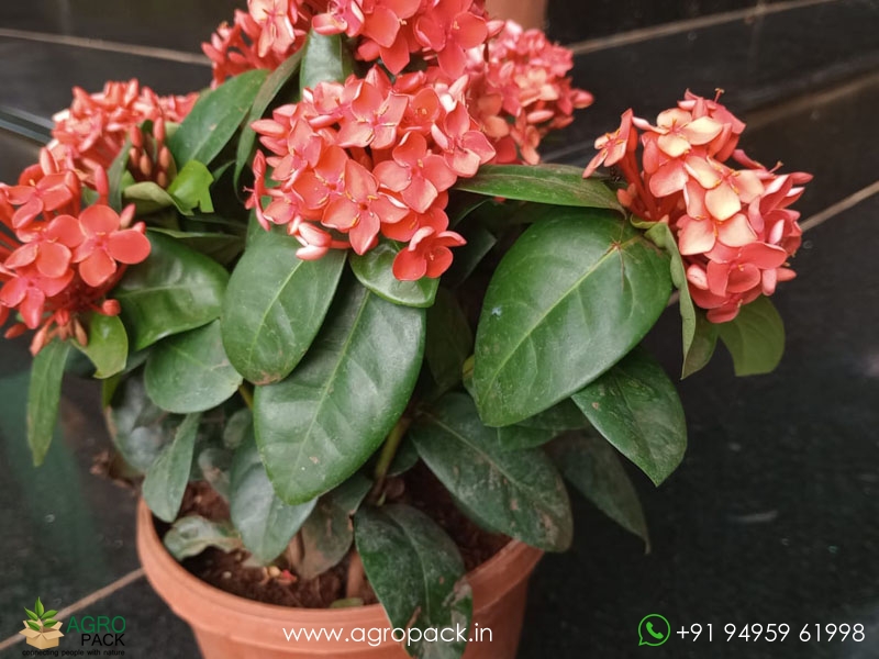 Red-Ixora-Coccinea2