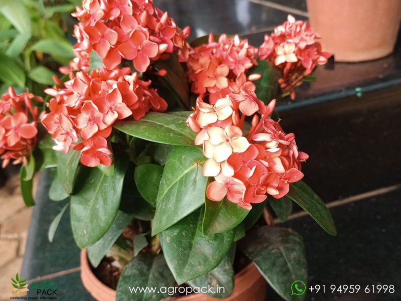 Red-Ixora-Coccinea3