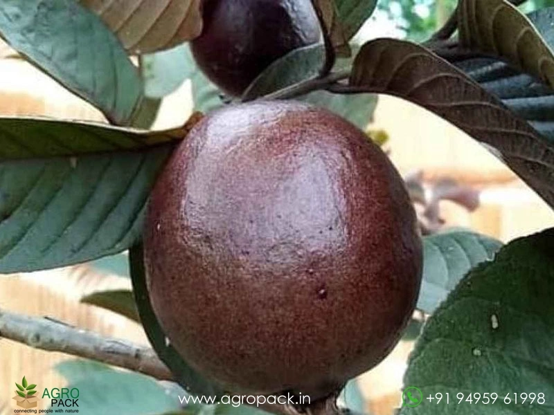 Red-Japanese-Guava1