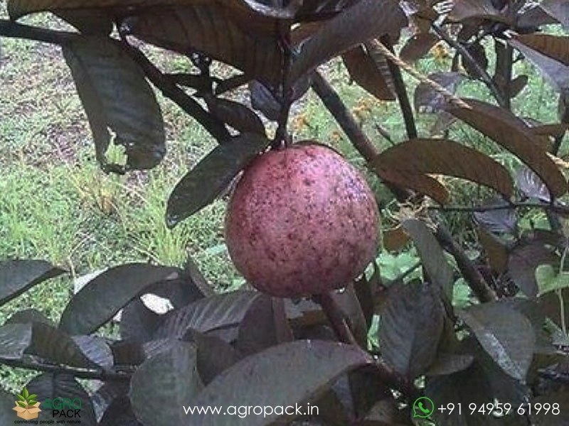 Red-Japanese-Guava2