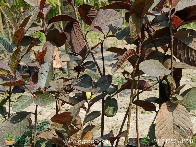 Red-Japanese-Guava3