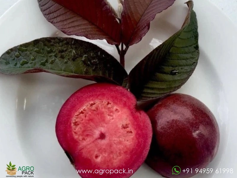 Red-Japanese-Guava4