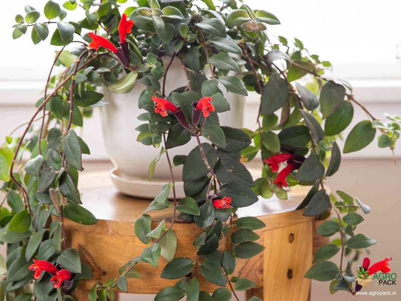 Red-Lipstick-Plant1