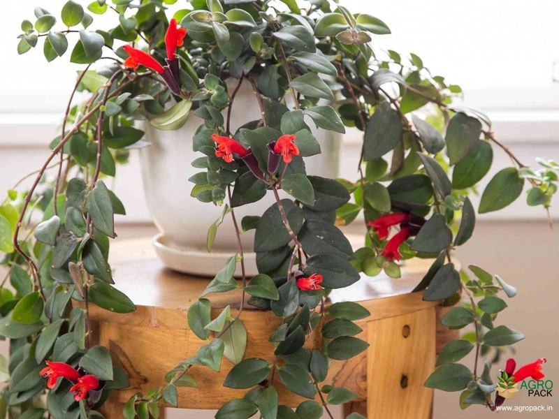 Red-Lipstick-Plant1