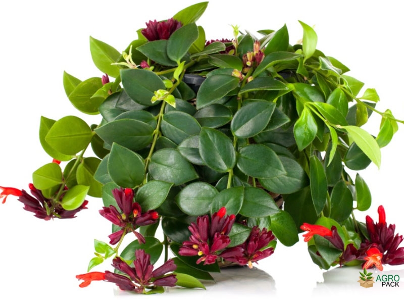 Red-Lipstick-Plant2