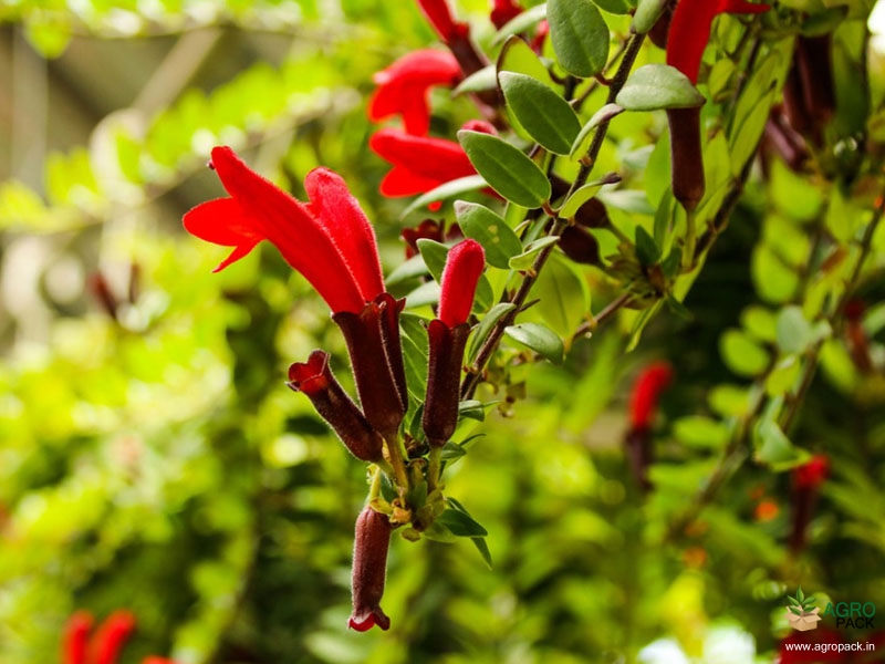 Red-Lipstick-Plant3