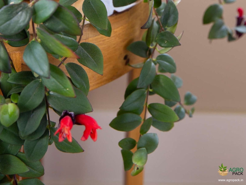 Red-Lipstick-Plant4