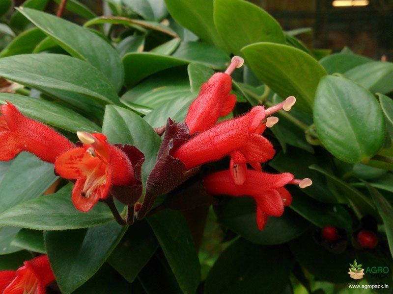 Red-Lipstick-Plant5