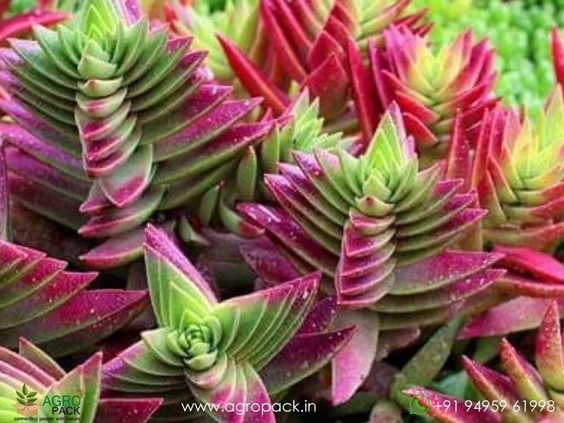 Red-Pagoda-Succulent2