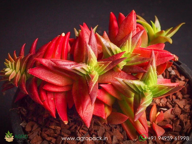 Red-Pagoda-Succulent4