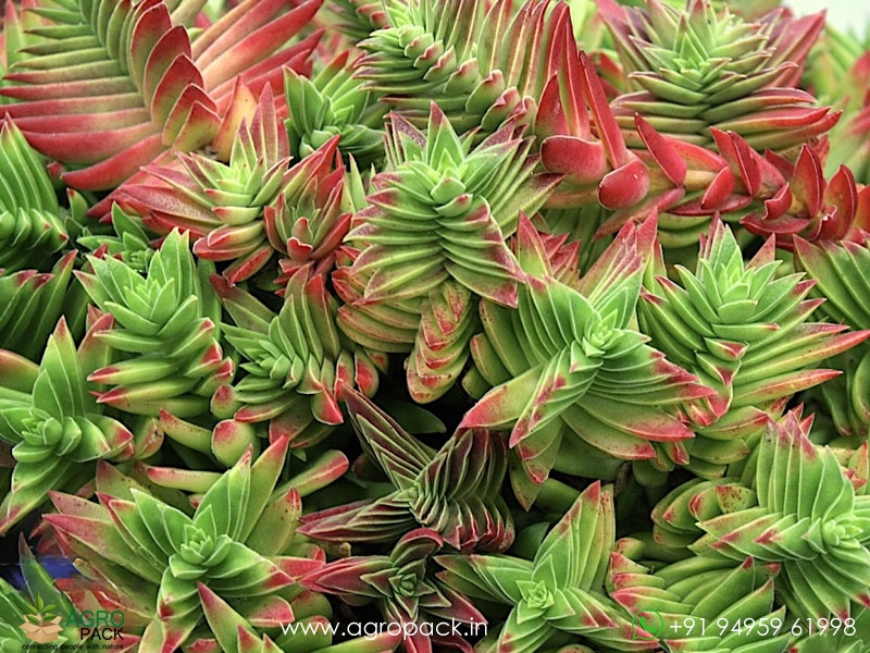 Red-Pagoda-Succulent5