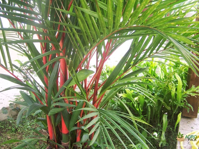 Red-Palm3