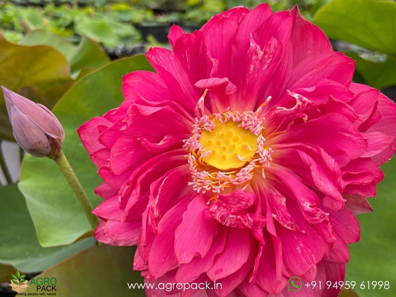 Red-Philip-Lotus1
