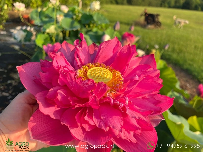 Red-Philip-Lotus2